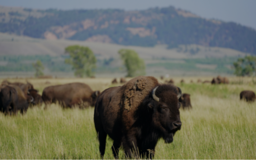 National Bison Day
